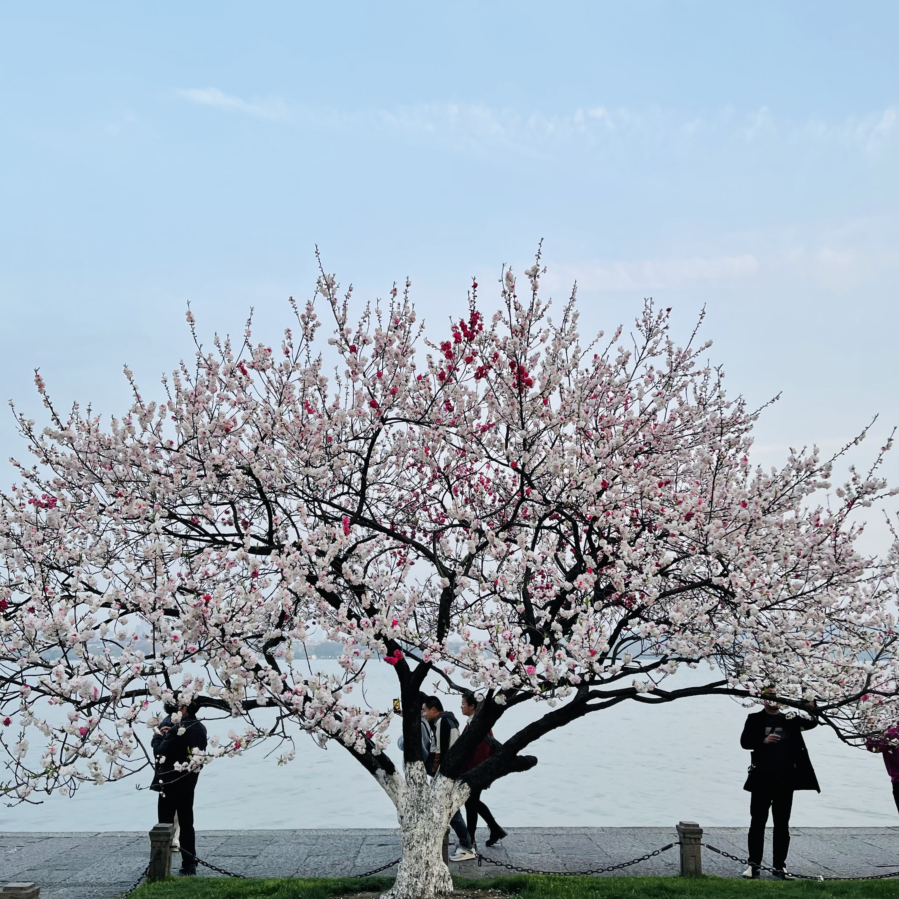 西湖 · 樱花